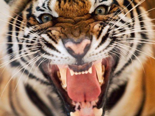 Sundarban Tour Package from Khulna